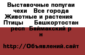 Выставочные попугаи чехи - Все города Животные и растения » Птицы   . Башкортостан респ.,Баймакский р-н